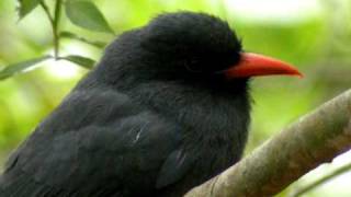 Blackfronted Nunbird [upl. by Poulter]