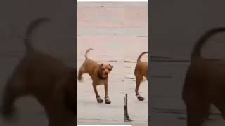 Novos sapatos para cachorro 🤣🤣🤣🤣🤣🤣🤣🤣🤣 [upl. by Aneekas]