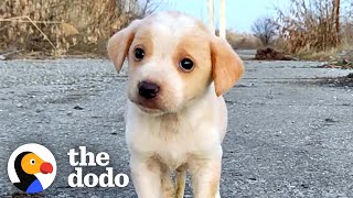 Puppy Found With Garbage Wouldnt Stop Shaking  The Dodo [upl. by Joacima]