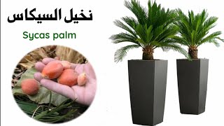 نخيل السايكس، العناية و الاكثار Cycas palm [upl. by Market]