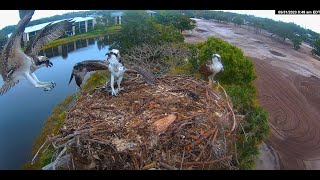 Moorings Park Osprey Live Stream Naples FL Now in 4K [upl. by Vanda]