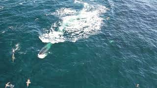 Bait ball whale dolphin amp bluefin tuna feeding 4k slowmotion [upl. by Llien278]