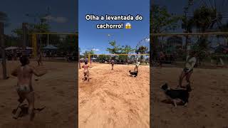 Esse cachorro joga muito 😍🐶 foryou viralvideo futevolei cachorros [upl. by Sedberry]