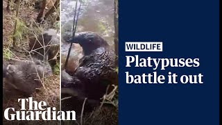 Rare footage of platypuses fighting in the wild [upl. by Acinomaj196]