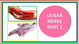 ULNAR NERVE PART 2 [upl. by Novek]