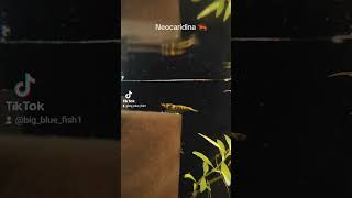 Neocaridinas 🦐 neocaridina neocaridinashrimp aquarium plantasdeacuario freshwater [upl. by Aehs]