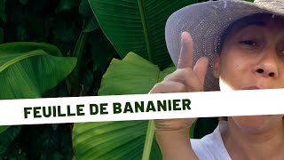 🌱Plantes médicinales Jour 13  la feuille de bananier [upl. by Hailahk]