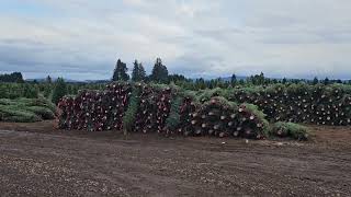 Christmas tree farm [upl. by Wendalyn665]