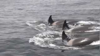 Killer Whales prey on Gray Whale Calf in Monterey Bay California Humpbacks Intervene [upl. by Eves]