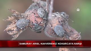 Samuray arısı kahverengi kokarcaya karşı [upl. by Gnehp]