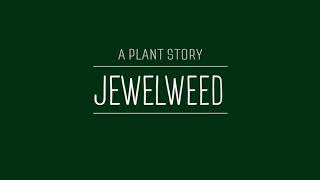 A Plant Story Jewelweed [upl. by Ingeborg]