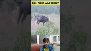 Lion Get Punished by Wildebeest  Wildlife Animals [upl. by Kamerman]