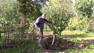 TRANSPLANTER un ARBRE FRUITIER🍎Comment faire pour réussir [upl. by Herzberg]