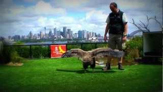 Andean Condor Chick at Taronga Zoo [upl. by Neros949]