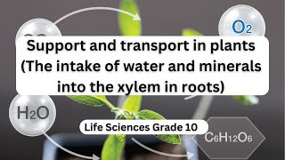 Support and transport in plants The intake of water and minerals into the xylem in roots [upl. by Ferd]