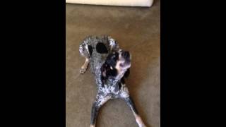 BLUETICK COONHOUND TRICKS [upl. by Einallem900]