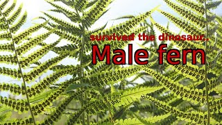 From dinosaurs to cancer research The incredible saga of the male fern [upl. by Imoen931]