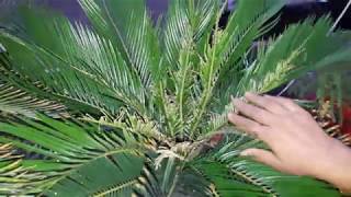 Leaf Burning in Cycas Plant  Reasons and Cure  साइकस की पत्तियां क्यों जल जाती हैं [upl. by Nodnab]