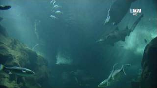 Acuario de Gijón en HD alta definición vídeo promocional TPA HD en la tdt de asturias [upl. by Oibaf399]