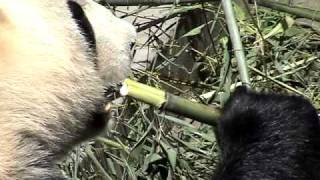 How a Panda eats bamboo Panda nursery near Chengdu China [upl. by Yanttirb]