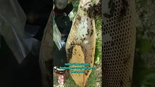 The Art of Harvesting Honey from Stingless Bees shorts [upl. by Lane]