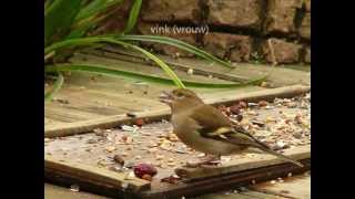 29 soorten vogels in de tuin [upl. by Merridie]