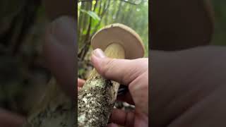 hřib Hribová  Hriby 🇷🇴 грибы fungi [upl. by Elitnahc181]