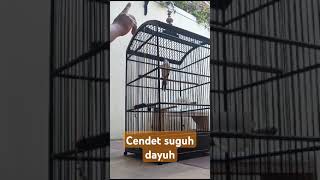 Cendet suguh dayuh djremix [upl. by Huei]