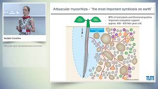 Arbuscular mycorrhiza development and function [upl. by Brooking]