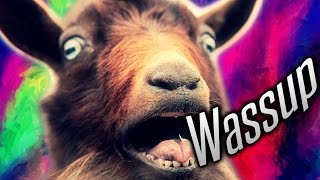 WASSUP GOAT [upl. by Sivatco]