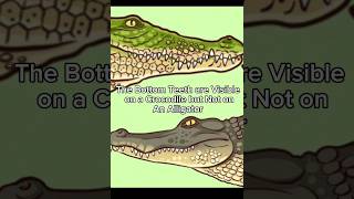 What is the Difference between an Alligator and a Crocodile [upl. by Amias]