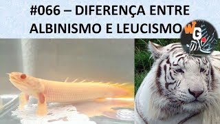 Diferença entre Albinismo e Leucismo  066 [upl. by Vinson]