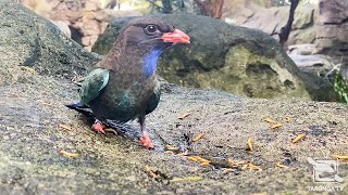 Dollar Birds amp Regent Honeyeaters Feast at Taronga Zoo Sydney [upl. by Saffren971]