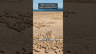 Whats Behind the Mysterious Tiny Sand Balls🤔 [upl. by Irec]