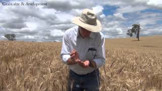 How to estimate wheat yields [upl. by Ahsoem]