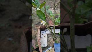 Lime tree 🌳 guardian tree shortvideo [upl. by Laehcor1]