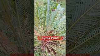 🌴CycasसाइकसPlant🌴कैसा होता है देख लो nature plants villagelife [upl. by Kelcie]