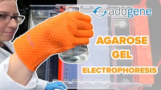 Agarose Gel Electrophoresis [upl. by Dnalloh213]