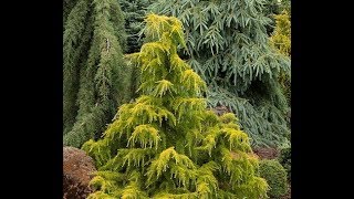 Conifers in the GardenGarden Style nw [upl. by Lynd271]