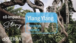 Ylang Ylang Essential Oil  doTERRA Sourcing Story [upl. by Je]