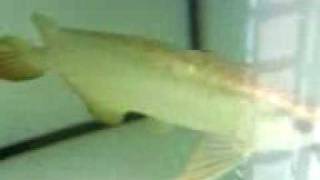 AAA 24K Goldenhead Crossback Arowana [upl. by Nolahs]