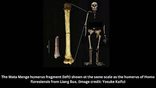 Archaic human hobbits were even shorter than we thought 700000yearold teeth and bone reveal [upl. by Ibmab]