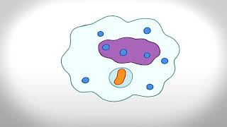 Phagocytosis Animation [upl. by Handel]