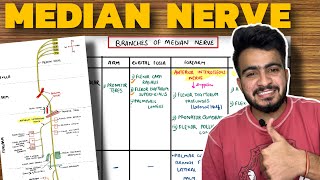 Median Nerve Anatomy  Course and Branches  Upper Limb Anatomy [upl. by Ranita]