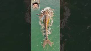 अद्भुद्ध मछली और कंगारू 🦘🦐😱 amazing Fish aamir009 amazing fish kangaroo shorts [upl. by Ranger23]