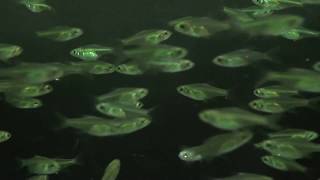 Neon Green Rasbora Microdevario Kubotai [upl. by Westfall]