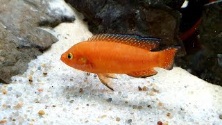 Hemichromis exsul Lake Turkana [upl. by Hatcher]