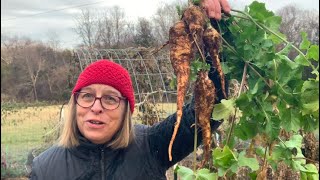 Harvest Parsnips Now… When It’s Cold amp Frosty [upl. by Dagny]