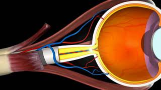 How our eye works – Structure and Function 3D animation  in English [upl. by Hemingway]