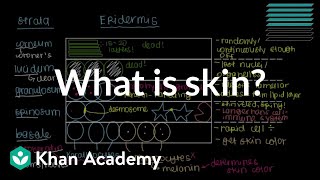 What is skin Epidermis  Integumentary system physiology  NCLEXRN  Khan Academy [upl. by Ema573]